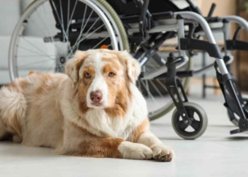 Tax Breaks and Exemptions You Can Grab if You Own a Pet in the United States Hidden Savings: 6 Pet-Related Tax Breaks for 2026