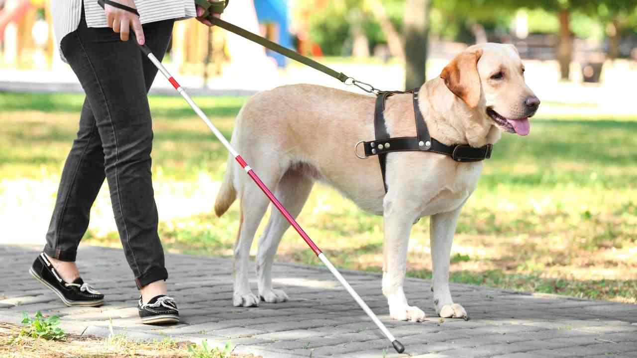 SSDI 2026: Updated Requirements, Benefit Amounts and What to Know to Qualify Social Security Disability 2026: Updated SGA Thresholds, Work Credits and Maximum Benefits