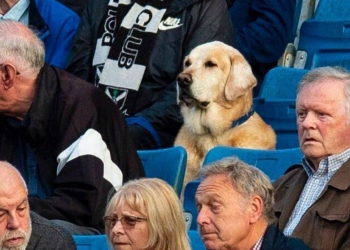Yardley, el perro aficionado al fútbol en Escocia