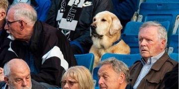 Yardley, el perro aficionado al fútbol en Escocia