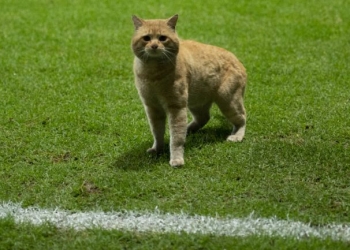 La invasión de un gato en un partido de México que se convirtió en tendencia