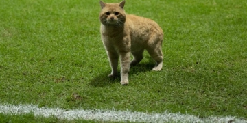 La invasión de un gato en un partido de México que se convirtió en tendencia