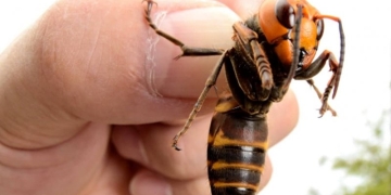 Toda la verdad: ¿El avispón asiático llegará a Colombia?