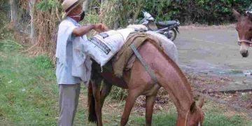 ¿Se pasará del Ingreso Solidario a la Renta Básica Universal?
