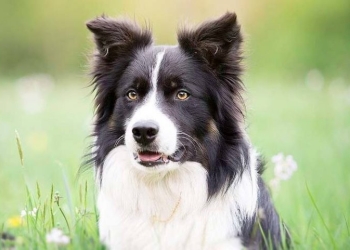 Las 5 razas de perros más inteligentes del mundo
