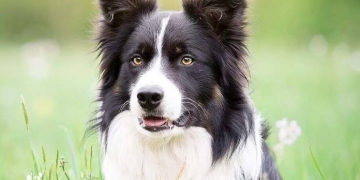 Las 5 razas de perros más inteligentes del mundo