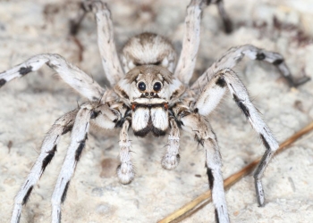 La ciencia confirmó que las Tarantulas convivieron con los Dinosaurios
