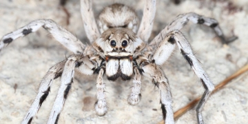La ciencia confirmó que las Tarantulas convivieron con los Dinosaurios