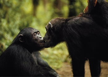 Tres curiosidades de los chimpancés que quizás no conocías