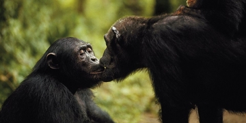 Tres curiosidades de los chimpancés que quizás no conocías