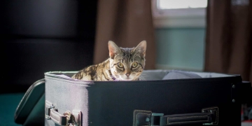 Requisitos para sacar una mascota desde Colombia