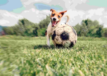 Perro balon