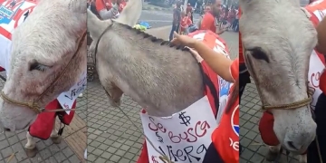 Se pusieron raras las cargadas: hinchas de América llevaron una burra al Pascual