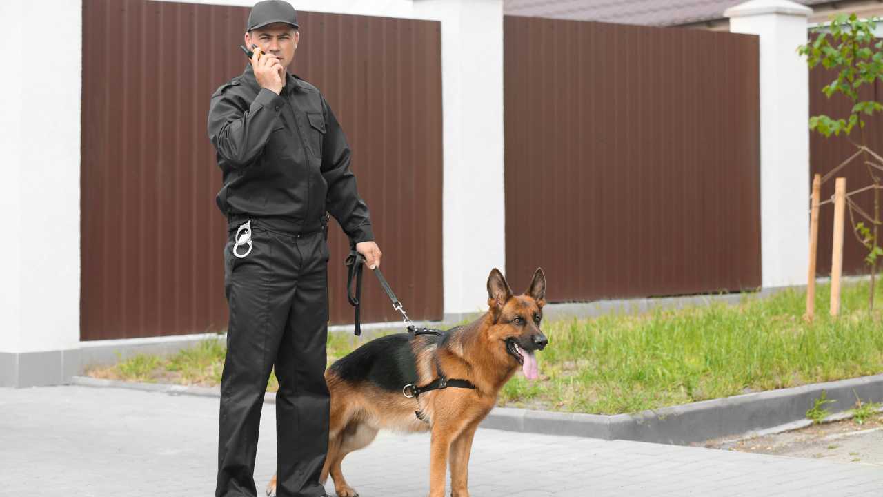 perros vigilancia colombia retiro descanso ley lorenzo entidades ministerio salud eps humanos tecnologia